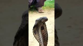 Black snack Big🐍 snack video video big snacknagin ki video #short digital parvez