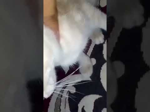 My cat is so tired 😺😼 #ytshort #trending #viral 😩😩😩