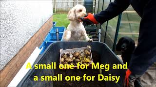 Harvest Potatoes then prep the Soil for a 'quick turnaround'. This could give you a second harvest.