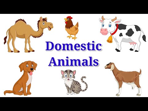 Domestic Animals - Animals for Kids - Animals in English - @funnlearnpreschool6016