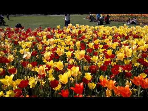 Dallas Arboretum tulips