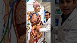 Doctor Explains the Digestive System | Human Body Visualization