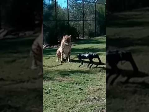 Cheetah VS Robot Dog #shorts