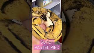 Super pastel pied ball #reptiles #ball #breeding #animals