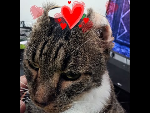 Ways to tell your cat "I love you" (10)