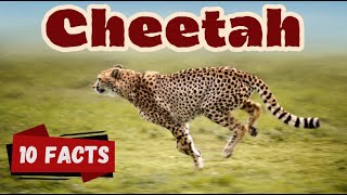 Cheetah: 10 Awesome Facts for Curious Kids  #CheetahFacts #WildlifeWednesday