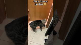 THIS is why cats meow