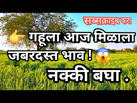 आजचे गव्हाचे ताजे बाजारभाव 🌾 | महाराष्ट्रातील सर्व बाजार समिती दर | Wheat Rate Today 2026