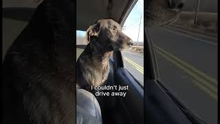 One Dog Jumped Out… What I Found After Was Worse