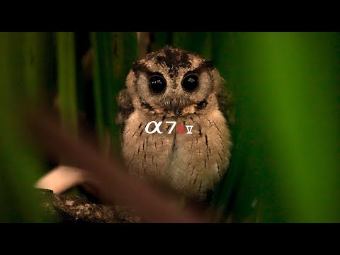 Indian Scops Owl | ASMR | SONY A7R V