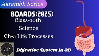 Class 10 Biology | L-3 | Digestive System of Human in 3D | Animation | Boards 2025 | Cbse