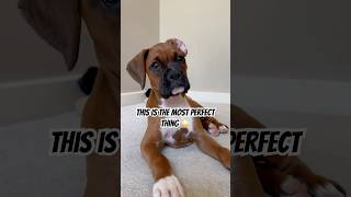 😭STOP IT! I’m crying #danithegirlboxer #boxerlove #boxerdog #boxerpuppy #perfectthings