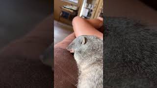 Mongoose cuddles! 🥰
