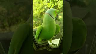 #parrot #birds #parrotlover #onlinefun