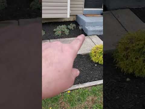 More mulch jobs. Details matter.