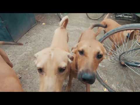 Meet the Dogs of Sukoon Factory