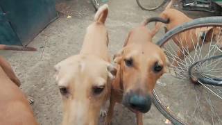 Meet the Dogs of Sukoon Factory