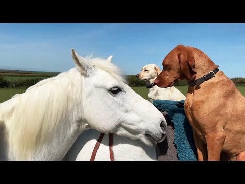 Funniest Animal Videos 🤣Cute Dogs & Cats on a Little Adventure 🐶🐱