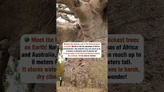 Baobab — Africa’s Giant Tree