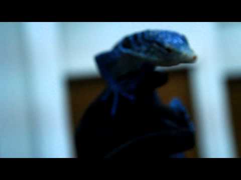 Blue Tree Monitor 2 - CRBE 2012