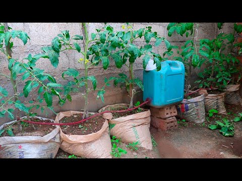How to make automatic and homemade drip irrigation to grow tomatoes at home very easy and fast.