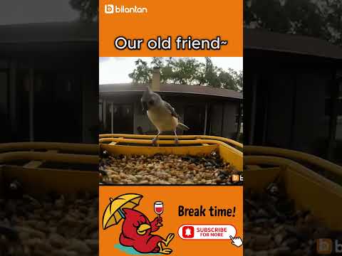 welcome back my friend #bilantan #birds #mood #feedshorts #cute #animals #nature #birdwatching
