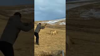 wolf attack on man