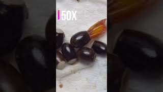 Hatching the Assassin Bug — A Tiny Killer’s First Day