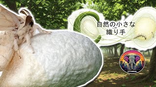 カイコ | 動物ドキュメンタリー