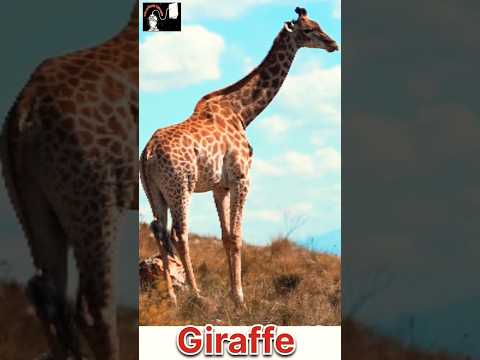 Giraffe 🦒🤔😱#shorts #ytshorts