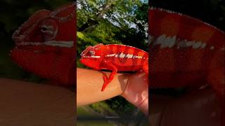 Why Does A Chameleon Change Its Color? 🤔 #girgit #shorts
