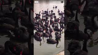 #funnycomedyfunnycomedy #funnyanimals #funnyshorts #funnyanimals #gameshowaisaychalaga