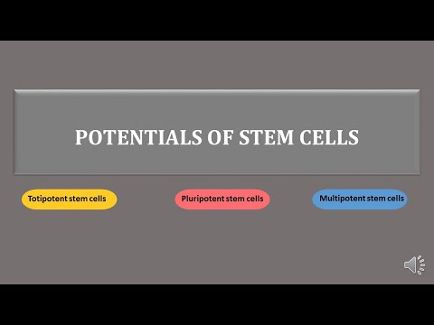 stem cells | totipotent,  pluripotent, multipotent stem cells | scitechtrends