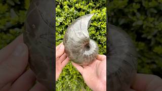 Here’s a near-perfect Iron Pyrite Nautilus from the Jurassic 🦑⚒️ It’s Roughly 185 Million Years Old