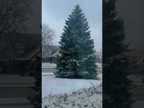 All alone in this whimsical winter!!!
