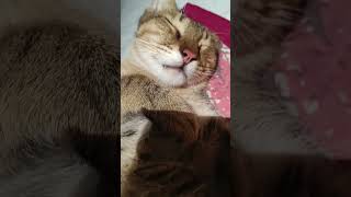 lazy cat #catproblems, #viralshort