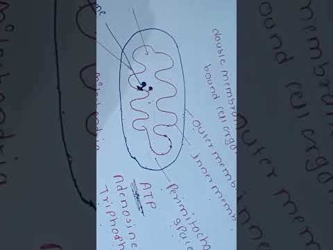 mitochondria in English