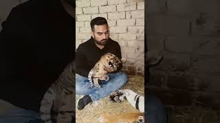 #tiger #tigercubs #savethetigers #bigcat #lion #saveourtigers #animals #tigers #leopard