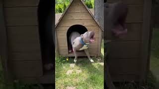 The animal did something no one expected 😱