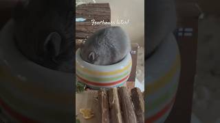 What is Hackamore looking for? #hamster #pets #cute #animals #adorable #snacks #search #hampers #fun