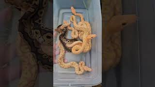 Freshly Hatched Snakes! #ballpython #royalpython #babysnakes