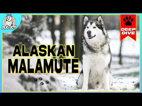 Frosty Paws and Warm Hearts: The Alaskan Malamute Story