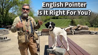 English Pointer | Is It Right For You?