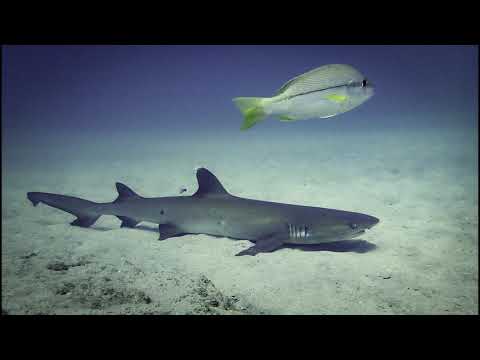 Exmouth Dive Trip - April 2019