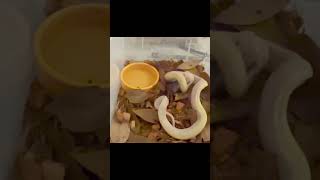 Saving Malaysia, my Burmese python’s life by assist feeding as she went off food #reptiles ￼