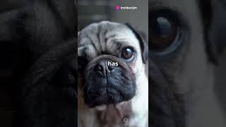 🐾 The Cat Left Her Hanging… Now She’s in Therapy 😿🛋️ | Hilarious Pet Drama Unfolds!
