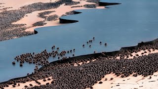 U.S. Released Hundreds of Giant Beavers Into the Desert With Zero Water to See What Happens