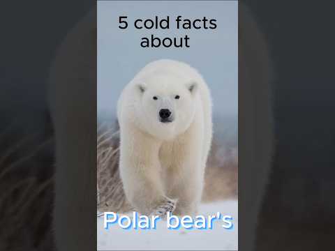5 Cold Facts About Polar Bears