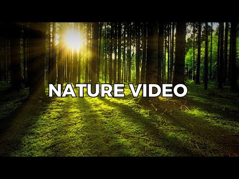 Tropical Island Oasis Meditation
