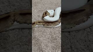 My pied girl🔥🔥🔥#ballpython #pet #animal #reptile pied #piedballpython #pets #reptlies #animals